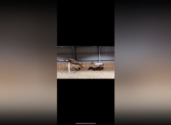Andere Rassen Mix, Merrie, 4 Jaar, 147 cm, Rood schimmel