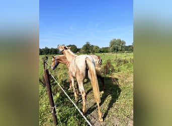 Andere Rassen Mix, Merrie, 4 Jaar, 147 cm, Rood schimmel