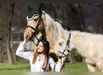 Andere Rassen, Merrie, 4 Jaar, 148 cm, Palomino