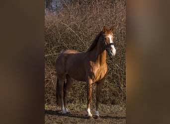 Andere Rassen, Merrie, 4 Jaar, 151 cm, Vos