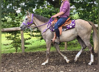 Sonstige Rassen, Stute, 4 Jahre, 152 cm, Braunfalbschimmel