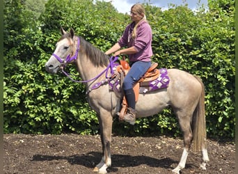 Andere Rassen, Merrie, 4 Jaar, 152 cm, Brown Falb schimmel