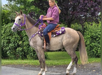 Andere Rassen, Merrie, 4 Jaar, 152 cm, Brown Falb schimmel