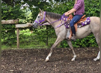 Sonstige Rassen, Stute, 4 Jahre, 152 cm, Braunfalbschimmel