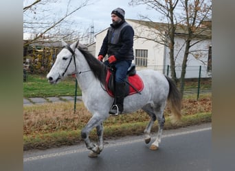 Andere Rassen, Merrie, 4 Jaar, 154 cm, Appelschimmel