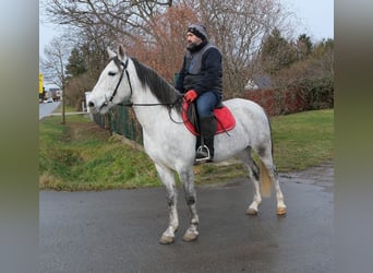 Andere Rassen, Merrie, 4 Jaar, 154 cm, Appelschimmel