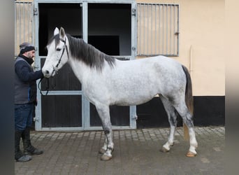 Andere Rassen, Merrie, 4 Jaar, 154 cm, Appelschimmel