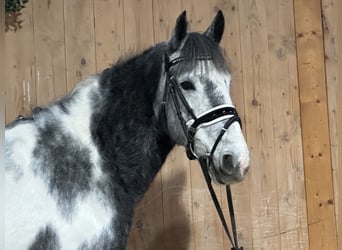 Andere Rassen Mix, Merrie, 4 Jaar, 154 cm, Gevlekt-paard