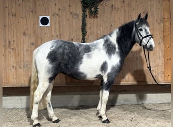 Andere Rassen Mix, Merrie, 4 Jaar, 154 cm, Gevlekt-paard