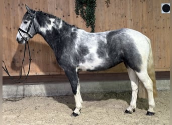 Andere Rassen Mix, Merrie, 4 Jaar, 154 cm, Gevlekt-paard