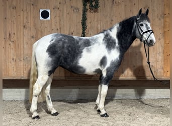 Andere Rassen Mix, Merrie, 4 Jaar, 154 cm, Gevlekt-paard