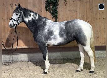 Andere Rassen Mix, Merrie, 4 Jaar, 154 cm, Gevlekt-paard