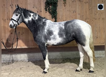 Andere Rassen Mix, Merrie, 4 Jaar, 154 cm, Gevlekt-paard