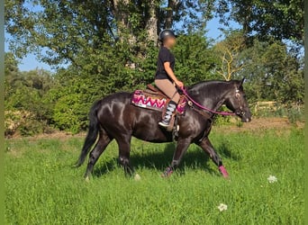 Andere Rassen, Merrie, 4 Jaar, 154 cm, Zwart