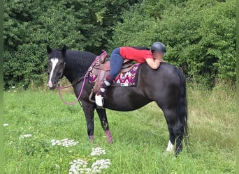 Andere Rassen, Merrie, 4 Jaar, 154 cm, Zwart