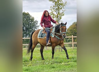 Andere Rassen Mix, Merrie, 4 Jaar, 155 cm, Bruin