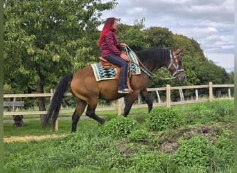 Andere Rassen Mix, Merrie, 4 Jaar, 155 cm, Bruin