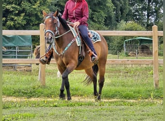 Andere Rassen Mix, Merrie, 4 Jaar, 155 cm, Bruin