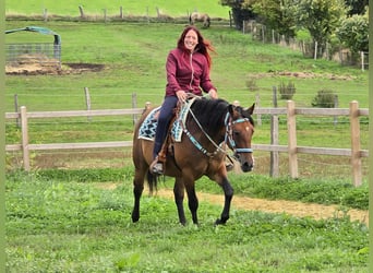 Andere Rassen Mix, Merrie, 4 Jaar, 155 cm, Bruin