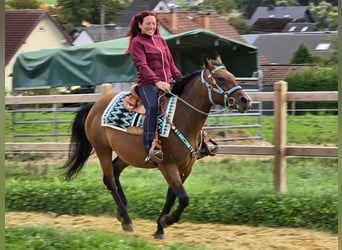 Andere Rassen Mix, Merrie, 4 Jaar, 155 cm, Bruin