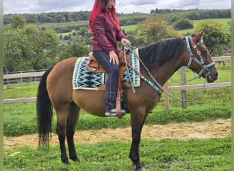 Andere Rassen Mix, Merrie, 4 Jaar, 155 cm, Bruin