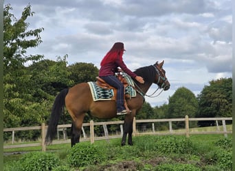 Andere Rassen Mix, Merrie, 4 Jaar, 155 cm, Bruin