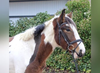 Andere Rassen, Merrie, 4 Jaar, 155 cm, Gevlekt-paard