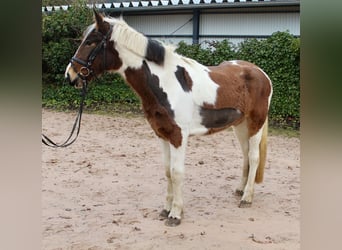 Andere Rassen, Merrie, 4 Jaar, 155 cm, Gevlekt-paard