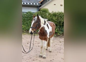 Andere Rassen, Merrie, 4 Jaar, 155 cm, Gevlekt-paard