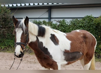 Andere Rassen, Merrie, 4 Jaar, 155 cm, Gevlekt-paard