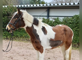 Andere Rassen, Merrie, 4 Jaar, 155 cm, Gevlekt-paard