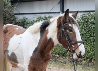 Andere Rassen, Merrie, 4 Jaar, 155 cm, Gevlekt-paard