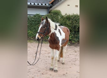 Andere Rassen, Merrie, 4 Jaar, 155 cm, Gevlekt-paard