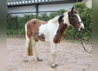 Andere Rassen, Merrie, 4 Jaar, 155 cm, Gevlekt-paard