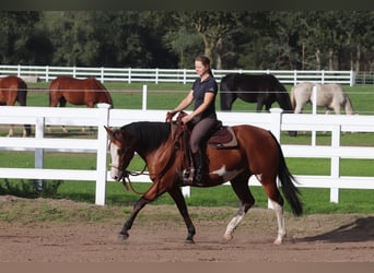 Andere Rassen Mix, Merrie, 4 Jaar, 156 cm, Overo-alle-kleuren