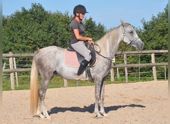 Andere Rassen, Merrie, 4 Jaar, 156 cm, Schimmel