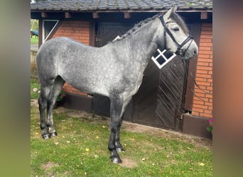 Andere Rassen, Merrie, 4 Jaar, 158 cm, Schimmel