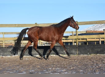 Andere Rassen, Merrie, 4 Jaar, 159 cm, Donkerbruin