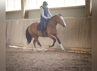 Andere Rassen, Merrie, 4 Jaar, 160 cm