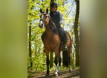 Andere Rassen, Merrie, 4 Jaar, 160 cm