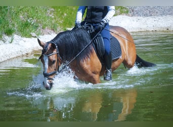 Andere Rassen, Merrie, 4 Jaar, 160 cm