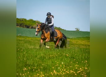 Andere Rassen, Merrie, 4 Jaar, 160 cm