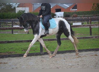 Andere Rassen, Merrie, 4 Jaar, 160 cm, Gevlekt-paard