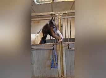 Andere Rassen, Merrie, 4 Jaar, 160 cm, Gevlekt-paard