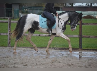 Andere Rassen, Merrie, 4 Jaar, 160 cm, Gevlekt-paard