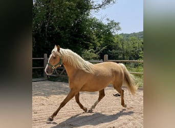 Andere Rassen Mix, Merrie, 4 Jaar, 160 cm, Palomino