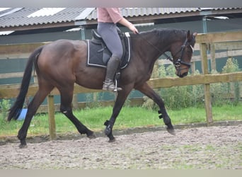 Andere Rassen, Merrie, 4 Jaar, 162 cm, Donkerbruin