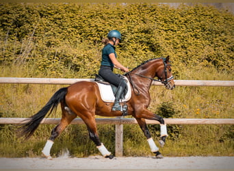 Andere Rassen, Merrie, 4 Jaar, 163 cm, Bruin