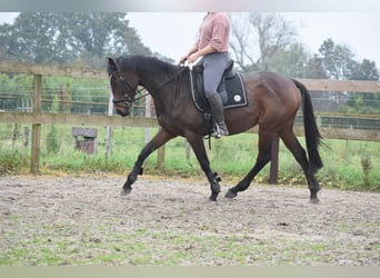 Andere Rassen, Merrie, 4 Jaar, 163 cm, Bruin