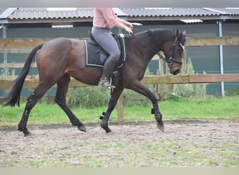 Andere Rassen, Merrie, 4 Jaar, 163 cm, Bruin